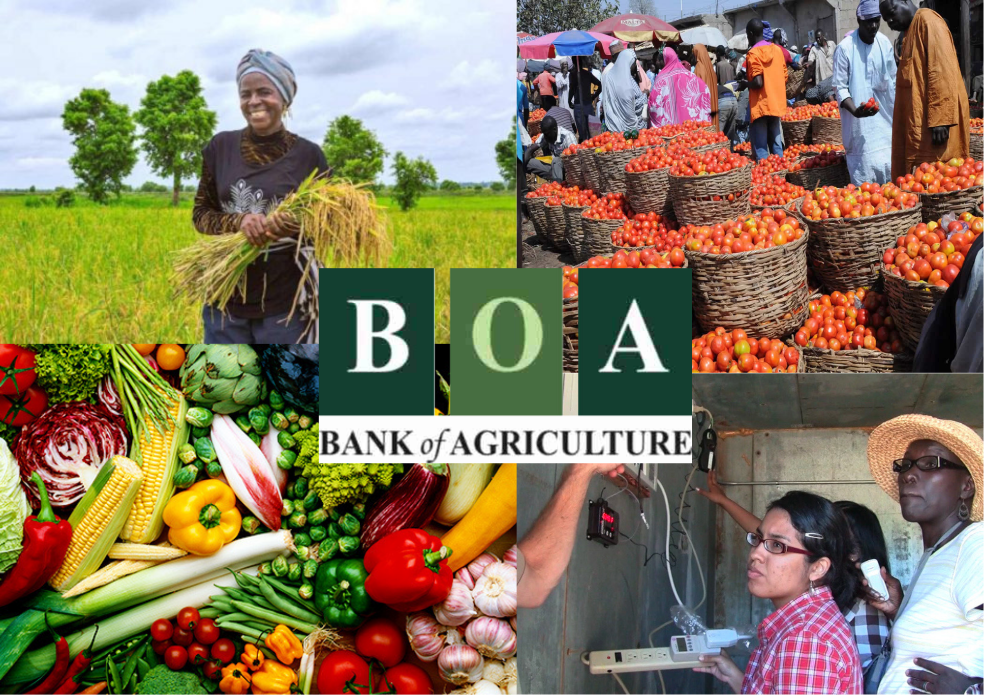 bank of agriculture